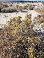 Eriogonum corymbosum nilesii