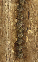 Rhynchonycteris naso