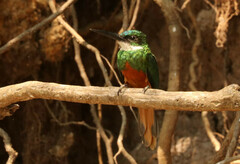 Rufous-Tailed Jacamar