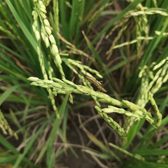 Riptortus linearis
