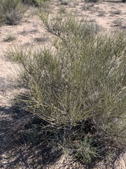 Ephedra trifurca