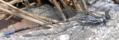 Argia tonto