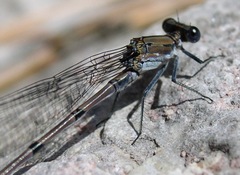 Argia tonto