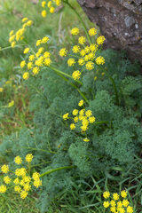 Lomatium papilioniferum