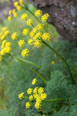Lomatium papilioniferum