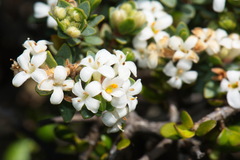 Pimelea cryptica