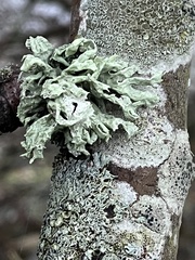 Ramalina fastigiata