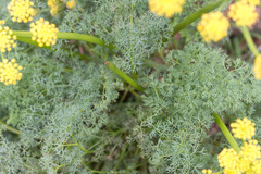 Lomatium papilioniferum