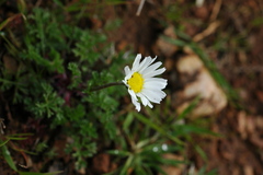 Anthemis chia