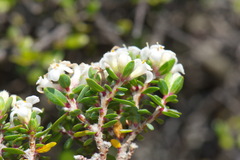 Pimelea cryptica