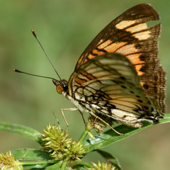 Junonia sophia