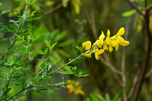 Madeira Dyer's greenweed (Genista maderensis)