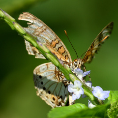 Junonia sophia