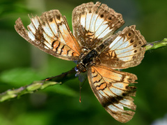 Junonia sophia