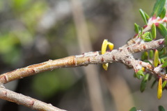 Pimelea cryptica