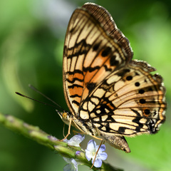 Junonia sophia