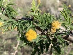Vachellia farnesiana