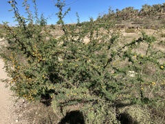 Vachellia farnesiana