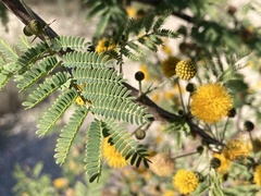 Vachellia farnesiana