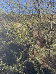 Vachellia farnesiana
