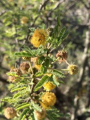 Vachellia farnesiana