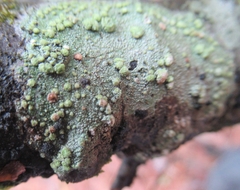 Lecanora hybocarpa