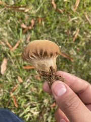 Calvatia cyathiformis