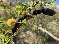 Vachellia farnesiana