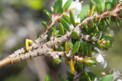 Pimelea cryptica