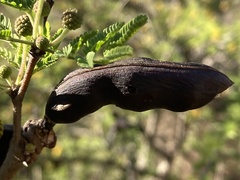 Vachellia farnesiana