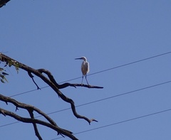 Egretta garzetta