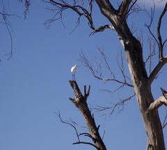 Egretta garzetta