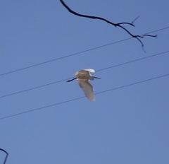 Egretta garzetta