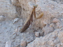 Mantis religiosa
