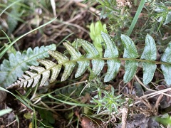 Blechnum hastatum