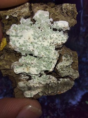 Cryptothecia striata