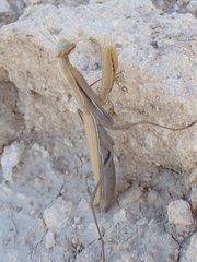 Mantis religiosa