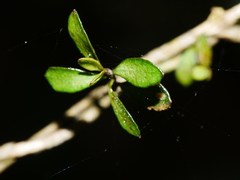 Neomyrtus pedunculata