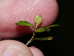 Neomyrtus pedunculata