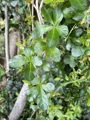 Cissus striata