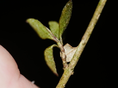 Neomyrtus pedunculata