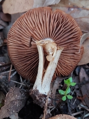 Clitocybe brunneocephala