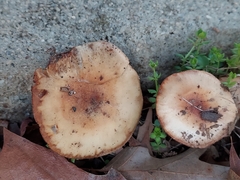 Clitocybe brunneocephala