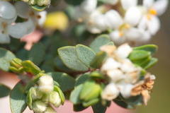Pimelea cryptica