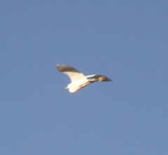 Egretta garzetta