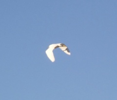 Egretta garzetta