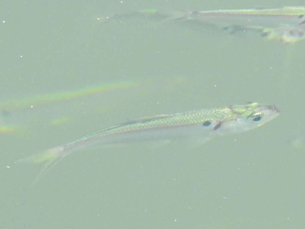 Threadfin Shad (Dorosoma petenense)