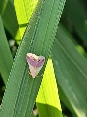 Eublemma cochylioides