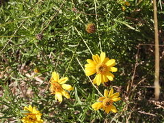 Sidneya tenuifolia