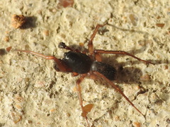Falconina gracilis